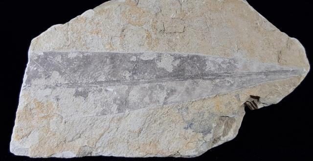 Quercus rhenana (KRAUSEL & WEYLAND 1950) - Bild © FossNet FossilienStore
